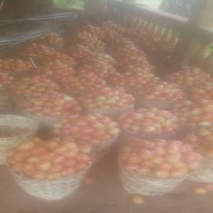  Recherche Des Acheteurs - fruits et légumes nous sommes &agrave;  la recherche des acheteurs potentiels des tomates,  poivrons,  plantains, poivres blanc de penja-cameroun... que nous produisons nous meme. merci de nous contacter via l'adresse mail