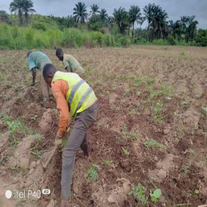  Exploitation Agricole - fruits et légumes nous societe agricocole de congo centrale, nous sommes activement a la recherche des partenaires pour travailler enssemble dans notre exploitation agricole dans les domaines de culture maraicheres, les cultures vivrieres e l'elevage. --nos terrains d'exploitation agricole se trouvent dans la republiqu