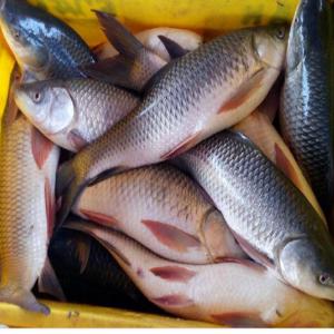  Vente De Poissons - poissons bonjour --nous disposons de stock r&eacute;guli&egrave;re en poissonnerie et produit halieutique --merci de nous contactez pour plus d'informations .--dakar s&eacute;n&eacute;gal