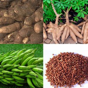  Manioc, Igname, Harricot, Sorgho, Mil, Plantain, - céréales bonjour nous sommes producteur d'une grosse quantité de manioc,  igname,  harricot,  sorgho,  mil,  plantain.--livraison pour l'afrique de l'ouest,  l'asie,  l'europe,  si vous etes intéressé contactez-nous (ghana)