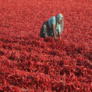  Piment Rouge Niora-maroc - épices aromates je suis grossiste basé au maroc,  je vend le piment rouge niora,  de qualité supérieure destiné aux marchés internationaux. --les produits sont disponibles au maroc. livraison possible partout. (maroc)--