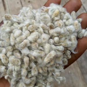  Graine De Coton - semence graine plant pour vos besoins en graines de coton,  prière nous contacter. nous fournissons de très bonne qualité de graine de coton,  d'origine béninoise.