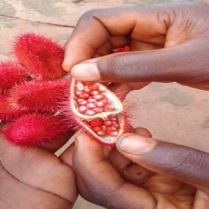  Urucum - fruits secs et graines grillées urucum est très riche en caroténoïdes (dont béta-carotène) - 100 fois plus que la carotte ! grâce à cette teneur exceptionnelle,  elle est idéale pour préparer des soins bonne mine,  avant et après soleil,  et anti-âge. elle contient &