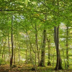 300 hectares de terrain à vendre - Industrie exploitation besoin d'achat de terrain pour exploitation agricole. nous avons des terrains de plus de 300ha dans différentes régions du pays à vous proposer.