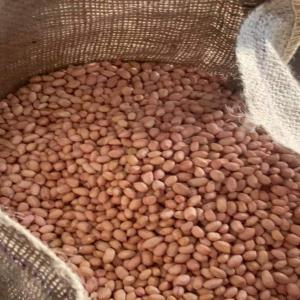  Cacahouète, Arachide - fruits et légumes bonjour --nous cherchons un ou des acheteurs. --pour mon stock de cacahuètes. --10.000 tonnes disponibles. si vous etes intéressé contactez moi. --précision - on traite pas avec les courtiers. 