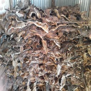  Cow Hides And Skins - other cow hides and skins available for sale at very affordable prices. what you see is what you get. please give us a trial. we hope to be able to supply you quality products at affordable prices. we also want to be able to keep you as our customers.