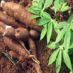  Manioc - starchy hello i am in ivory coast i am looking for customers for more than 500 tonnes of cassava tubers. we also have bananas. tomato. dry chillies in large quantities. we are about 15km from the border with ghana.