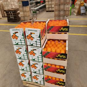  Exportateur Fruit Et Légumes - fruits et légumes société située à agadir sud du maroc spécialisée dans l'exportation de fruits et de légumes frais et de haute qualité dans le monde entier. nous assurons l'emballage et le transport des fruits et légumes avec une qualité optimale, 