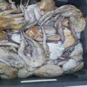  Octopus Vulgaris Fao 37.1-37.2 37.3 - fish good morning --dear partners,  customers,  we inform you that the octopus season has started and following the large order we ask you to send your order estimate to have our precautions for the storage of the goods.--bonjour --chers  partenaires,  clients et associ&eacute;s  on vous informe que la sais