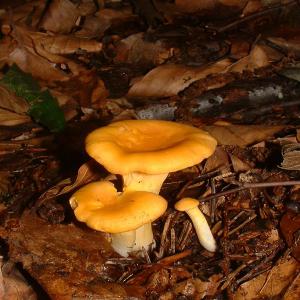  Clients De Girolles - champignon levure je me trouve dans une région à grand potentiel de production de champignons girolles bio .. importante quantité disponible immédiatement .. merci de me contacter 