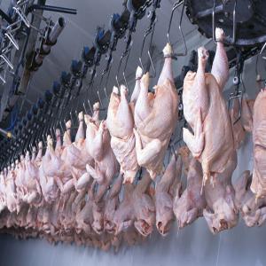 Whole Frozen Chicken (+49 163 8512798) -  advertising new products we are specialised in the trade of high quality whole chicken  is your expert in frozen food products of high quality.----brands- chef's quality, tyson,  chasse--frozen whole chicken--frozen poultry - chicken--frozen chicken fillet--frozen chicken wings--frozen chicken legs