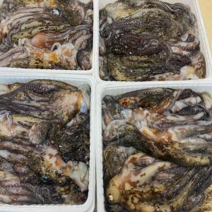  Octopus Origin Morocco - fish octopus block and iqf. --origin morocco.-- for export. --japanese block pack and frozen block.-- iqf flower. --tt payment. --lc- no. --season starts in december.
