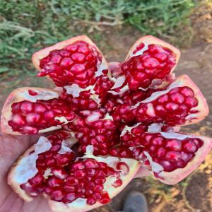  Grenade Marocain - fruits et légumes bonjour--j'ai une quantité de 100 tonnes de grenade de très bonne qualité marocaine,  si vous etes intéresser contactez moi. possibilité de l'exporter meme à l'étranger