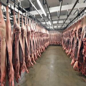  Fresh Frozen Pork, Slaughterhouse/ Pork Feet - meat and eggs ocated in chile.--our plant is approved to export to japan,  korea,  china,  hong kong,  usa,  singapore,  australia,  taiwan,  south africa,  canada,  all over europe,  uk,  asia,  uae just to name a few. our products and services can be delivered to our importers worldwide in the following food sectors- indust