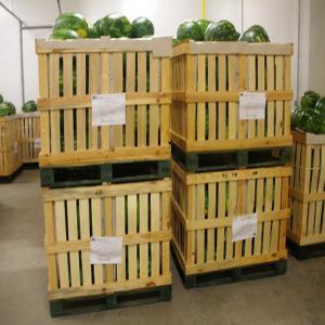  Conditionnement Export Fruits Et Légumes - fruits et légumes nous sommes soci&eacute;t&eacute; de conditionnement et export des fruits et l&eacute;gumes et herbes aromatiques frais implant&eacute;es au maroc, nous exportons des produits comme les poivrons , piment fort , haricot ,  oignon...., grenade, past&egrave;que,  ....,  coriandre,  menthe ,  aneth ... dans des c