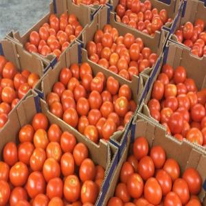  Produits Maraîchers - fruits et légumes nous sommes une startup ivoirienne qui évolue dans la commercialisation et la distribution de produits maraîchers partout en côte d'ivoire. nous voulons étendre nos activités à l'extérieur,  afin d'augmenter notre clientèle et notre chiffre d'affa