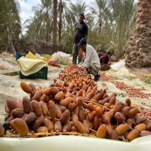  Vente Des Dattes /conditionnees Ecats Des Datte - fruits et légumes implantee en sud tunisien au coeur de l oasis pour vouz presenter la meilleur qualite du dattes tunisien  degelt ennour / ravier /dattes condittionees / ecat des dattes 