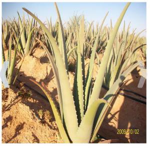  Gel D’aloe Vera - autres première usine sud tunisienne dans la production et la transformation du gel d'aloe vera à partir d'une matière première cultivée soigneusement dans des champs à sols fécondés où nous élaborons des produits d'excellente qualité de