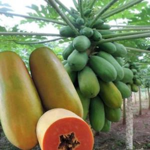 🌴 Papayes Câlina Goût Exotique Et Qualité - fruits et légumes cultivées au cameroun à tonga,  nos papayes câlina offrent une chair sucrée et juteuse,  parfaite pour le marché local,  la transformation ou l'export. disponibilité - 4 tonnes par semaine.     conditionnement soigné |    livraison rapide
