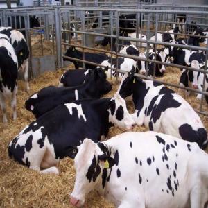  Dairy Cattle,sheep And Goats Available - live animals we are breeders of large heards of assorted dairy and non dairy cattle,  sheep and goats. the dairy cattle , sheep and goats have high milk production capacities will come along with all sanitation documents and care guide. we can ship to any location. let us know your order.