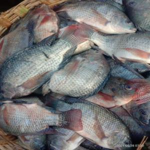  Tilapia Congele Origine Vietnam Et Indonesie - poissons bonjour, ----nous fournissons du tilapia congelé  origine vietnam et de l'indonésie norme eu,  livraison dans votre entrepôt ou magasin directement partout en europe et afrique dap et cfr incoterm.----vietnam ---tilapia noir wgs (whole gutted scaled) iqf, --plusieurs taille de tilap