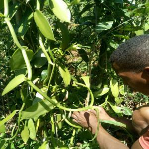  Vente De Vanille Bio - épices aromates vanille de madagascar;--100% naturel;--vanille noir non fendue, 14 à 18 cm--humidité inférieur de 25% --taux de vanilline environ 1, 7--saison 2020-2021 --prix-280$/kg--disponible vente en détaille.----