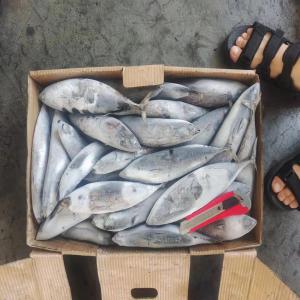  Stocks De Poissons Surgeles De Chine Vendre - autres bonjour,  --nous sommes une entreprise chinoise spécialisée dans les produits de mer et les boites de conserves de poissons.--pour cette fin d'annee, nous vous proposons des stocks illimites de poissons surgeles a vendre a des prix tres interessants --espece- maquereaux, faux thon, sosso, t