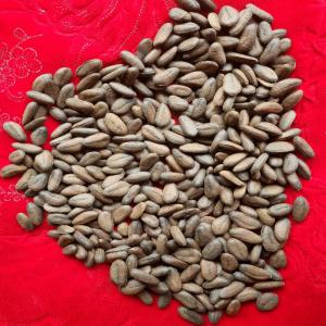  Vente Des Graines De Bois D'ébène - horticulture plante biocarburant madame monsieur  bonjour --je fai la récolte et  la vente des graines de bois d'ébène en se moment j'en ai 419 graine en ma possession en raison de 40   la pièce si besoin de plus de graine --  veuillez me contacter par téléphone ou par mail --au plaisir de 