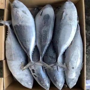  Poissons Surgeles Vendre - poissons bonjour,  --nous sommes une entreprise chinoise sp&eacute;cialis&eacute;e dans les produits de mer et les boites de conserves de poissons.--pour cette fin d'annee, nous vous proposons des stocks illimites de poissons surgeles a vendre a des prix tres interessants --espece- maquereaux, faux thon, sosso, t