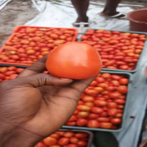  Formation En Culture Hors Sol Sous Serre En Ligne - fruits et légumes besoin d'une formation de base pour lancer votre activit&eacute; en culture hors sol. plus besoin d'attendre vous pouvez nous contacter pour cela--que vous soyez investisseur,  d&eacute;butant dans le domaine cette formation vous permettra d'acqu&eacute;rir tous les atouts n&eacute;cessaires pour r&e