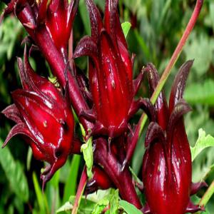  Vente De Bissap Rouge - boissons non alcolisée fournisseur dans la vente en gros ainsi et demi gros dans le domaine de l'agroalimentaire nous vous proposons un ensemble de types depices ou de fruit exotique nos produits vous apporteront une douceur africaine dans vos plats et un pur delice aujourd'hui nous vous proposons le bissap rouge a 6, 89  