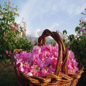  Eaux Florales - épices aromates nous sommes producteur des huiles essentielles et hydrolats.nous avons gamme de produit diversifi&eacute;s(hydrolat de rose de damas, fleur d'oranger, g&eacute;ranium, romarin...).nous cherchons des partenaires et des grossiste des hydrolats et huiles essentielles.