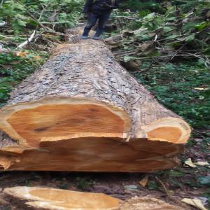  Bois Teck En Vente - bois charbon fibre nous fournissons le bois teck en quantité.--nous disposons de tous les papiers relatifs à cette essence  pour une transaction crédible.--vous avez la possibilité d'acheter en fob.--vous avez aussi la possibilité d'acheter départ chantier c'est à dire 