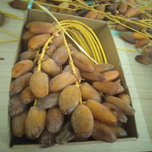  Offre Dattes Algeriennes - fruits et légumes nous spécialisons dans l'export des dattes algeriennes.--nous travaillons avec des agriculteurs dans les zones les plus riches en algérie.--nous exportons exclusivement l'une des meuilleures dattes au monde ' deglet nour' --notre marché principale est le marché europ&eacu