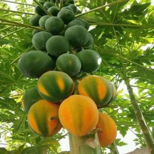  Production Industrielle De Grosse Papaye - fruits et légumes je dispose des graines de papaye améliorées pouvant arrivé à maturité en moins de 6 mois,  avec près de 20 papayes par plante,  ses papayes se distingues par leurs tailles énormes et leurs résistances aux maladies,  sécheresse et changement