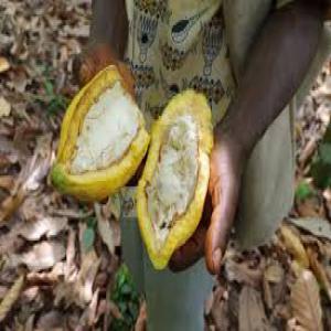  Cacao Café - café cacao thé bonjour, --cooperative agricole  camerounaise basé à yaoundé. nous sommes autorisé à exporter du cacao et du café provenant des producteurs locaux par l'oncc (l'office national du cacao et du café).--nous sommes intéressés de construire u
