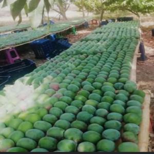  Trouvez Tous Vos Produits Exotiques Ici, Au Pérou - fruits et légumes bonjour, --notre activité est l’exportation de fruits/légumes et seafood,  produits d’amérique latine (principalement du pérou où nous sommes installés).----nous proposons des produits de qualité après une sélection drastique de nos producteurs,  