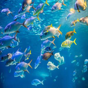  Vente De Poissons Toutes Espèces - poissons nous cherchons des acheteurs, partenaires pour la fourniture et distribution de poisson congelés (toutes espèces) du sénégal, de la mauritanie de très bonne qualité avec de très bon prix. nous recherchons des acheteurs & partenaires crédibles . c