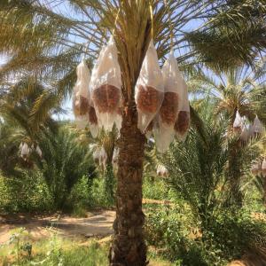  Dattes,dates Deglet Nour - fruits et légumes bonjour--nous sommes producteur exportateur des dattes deglet enour tunisienne. nous avons la bonne qualité et prix. toutes les catégories ou degrés ou choix sont disponibles à nos dépôts. nous faisons l'exportation pour toutes les pays du monde. --nous avons
