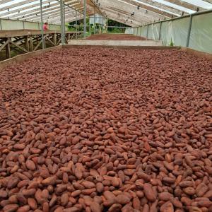  Du Cacao Vendre Depuis Le Cameroun - café cacao thé  du cacao à vendre depuis le cameroun.-- intéressé,  veuillez nous ecrivez  et nous vous répondrons.