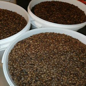  Du Café Vendre Depuis Le Cameroun - café cacao thé  du café a vendre depuis le cameroun.-- intéressé,  veuillez nous ecrivez  et nous vous répondrons.