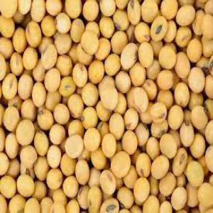  Soybeans 100,000 Mt Montly - cereals we have an offer to sell soybeans at a price of us $ 525 to 100, 000 / t per month.--we are working on this product,  with the desire to get better prices, --in the same way the form of payment. it should be more flexible for buyer and seller. (mt103 20% tt) - (100% non-transferable dlc) try dlc proff 