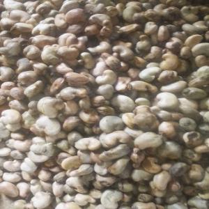  Noix De Cajou Meilleur Qualité - café cacao thé noix de cajou du benin ,  nous avons des milliers d'hectares forets de cajou. pour la campagne  noix de en mars 2022 nous sommes à la recherche d'un partenaire ou client pour une relation durable et sérieux. 