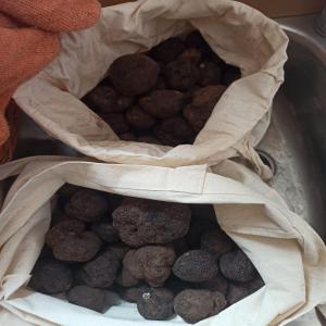  Truffe Noire - champignon levure nous sommes trufficulteurs espagnols &agrave; 88km de teruel .--nous cultivons la truffe noire   tuber m&eacute;lanosporum  de qualit&eacute;s extra et cat&eacute;gorie 1 et 2 depuis quelques ann&eacute;es.--nous recherchons des acheteurs sur la france pour &eacute;toffer nos ventes. notre productio
