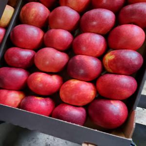  Cautam Cumparatori Angtosisti Pentru Mere - fruits et légumes nous rrcherchons des acheteurs de pommes en gros, dans n'importe quel pays africain, avec qui collaborer a long  terme.les pommes sont offertes de pologne et roumanie.toute livraison est effectuee uniquement avec paiement d'avance, sur la base d'un cotract.--comme varietes dr pommes, nous avons;delicieu