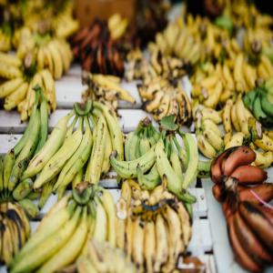  Bananes Plantains Bio Du Togo - fruits et légumes bonjour à tous, --nouvelle entrepreneure dans le domaine,  je crois que la terre ne trompe jamais. et pour preuve,  avec des partenaires dynamiques,  on a commencé la culture de bananes plantains bio dans une région naturellement très fertile du togo où on n'a meme pas besoin