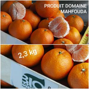  Vend Clémentines Bio Certifiées Du Maroc - fruits et légumes vend cl&eacute;mentines certifi&eacute;es biologiques du maroc. vari&eacute;t&eacute; cl&eacute;mentine sidi issa. livraison par camion complet semi-remorque sur paris. conditionnement en bois de 10kg ou de 2.3kg par colis.----avec certification agriculture biologique norme europe (eos).----  cl&eac