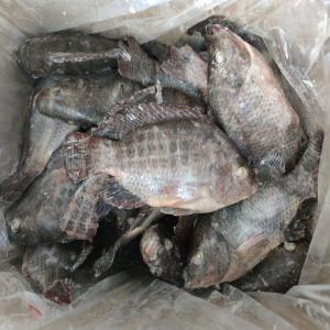  Tilapia - fish tilapia congelé wr, iqf 80% n, w en vrac 10 kg/ctn--cnf abidjan--300-500 = 1, 43 $/kg--500-800 = 1, 80$/kg--800+ = 1, 83 $/kg----40 fcl mininum ----and our payemnts would be work as 30% deposit ，balance against scan copy of shipping docus---- loading time-25 days after deposit--and all fish