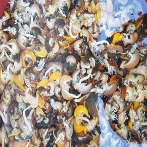  Snails Slime Available - live animals we have available for sale snail slime and we extract snail slime from african garden snails. if you are interested in purchasing from us,  contact me. our price is affordable and negotiable too,  small quantity sample is available for testing and confirming quality. we send sample via dhl or post off