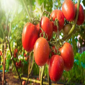  Vente Tomate - fruits et légumes bonjour,  nous somme une société d'export/import,  on dispose des tomate fraîche  de meilleur qualité et avec de prix compétitif.--origine- tunisie--quantité- illimité-- si vous etes intéresser n’hésiter pas de nous contacter sur whatsapp o